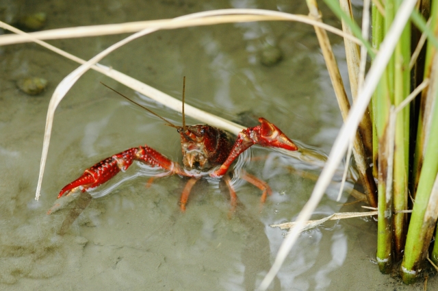 水辺の草陰でハサミを広げる赤いアメリカザリガニ