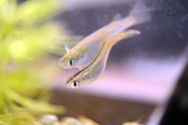 水草の側を泳ぐ2匹のメダカと水面に映る魚影
