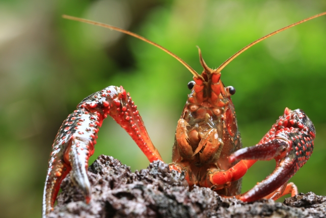 ハサミを広げて岩の上に乗る赤いザリガニの正面写真