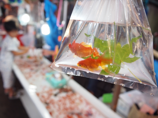 ビニール袋に入った金魚と金魚すくいの屋台