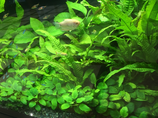 水草が茂る水槽内を泳ぐネオンテトラの仲間と熱帯魚