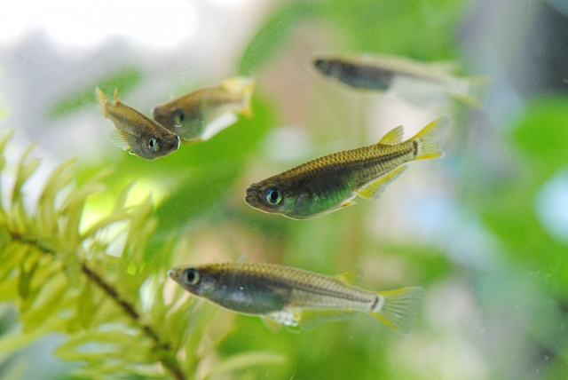 水草の間を泳ぐメダカと小型熱帯魚の群れ