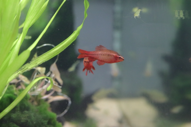 水草の横を泳ぐ赤い小型熱帯魚と水槽内のエビの仲間