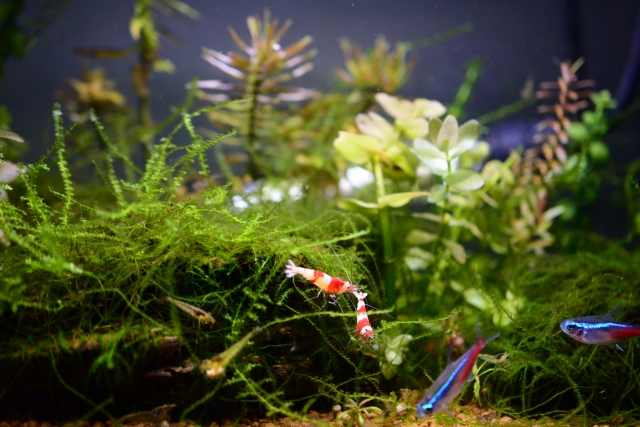 水草水槽内のエビとネオンテトラの仲間の遊泳風景