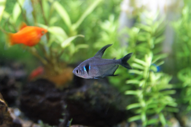 水草を背景に泳ぐ小型カラシンとオレンジ色の熱帯魚