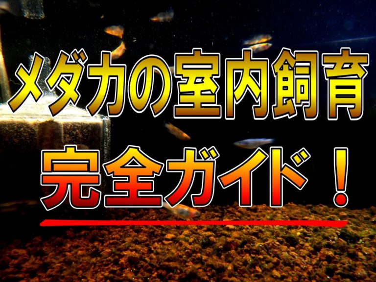 メダカの室内飼育完全ガイドの文字が入った見出し画像