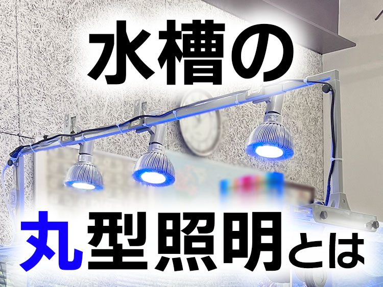 水槽の丸型照明とはの文字と青白く光る3つの丸型ライト