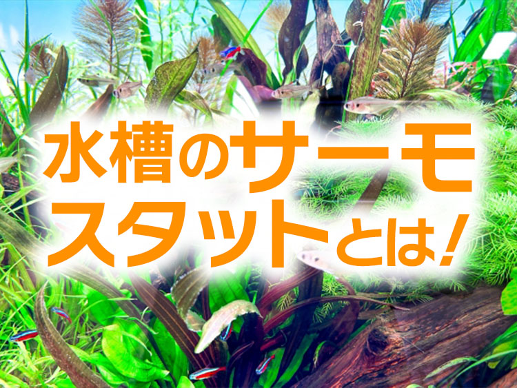 水槽のサーモスタットとは！の文字と水草水槽の見出し画像