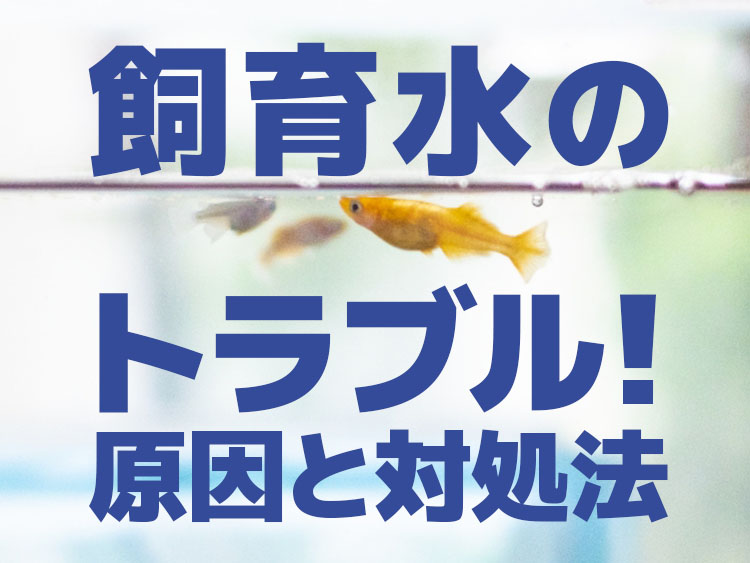 飼育水のトラブル!原因と対処法の文字とメダカの画像