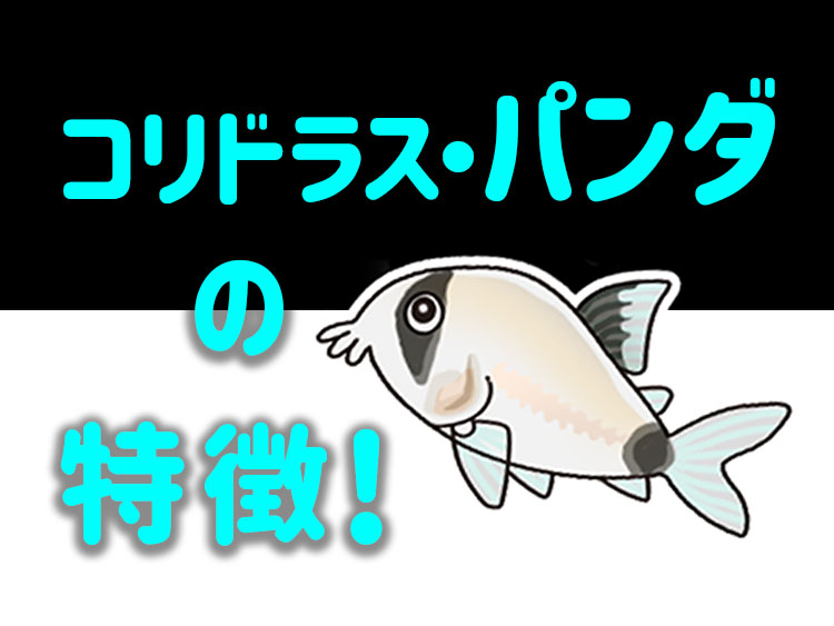 コリドラス・パンダの特徴の文字とコリドラスのイラスト