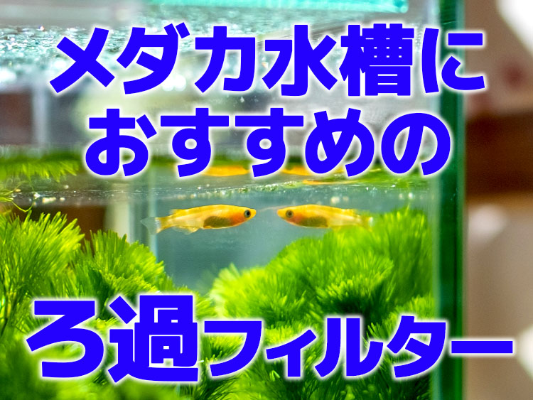 メダカ水槽におすすめのろ過フィルターとは!設置のコツもプロが解説のサムネイル画像