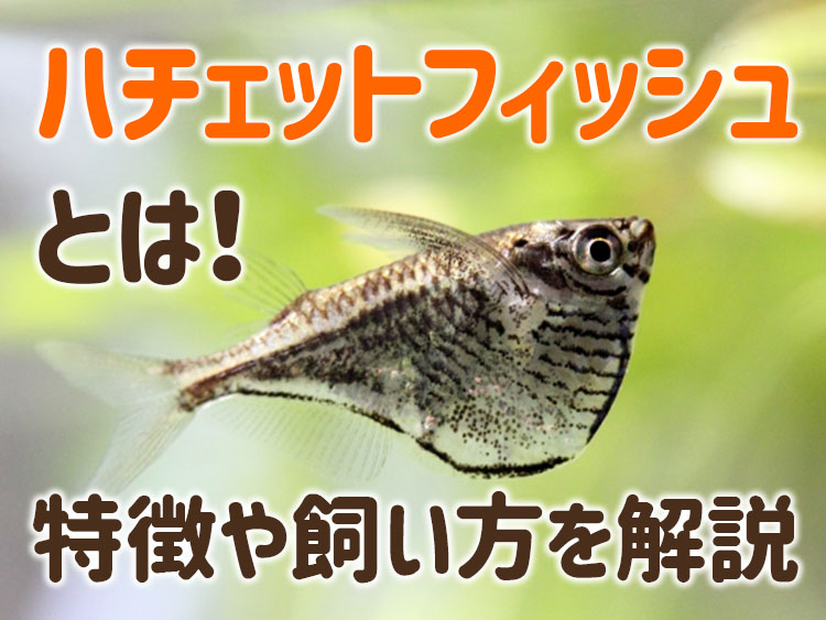 ハチェットフィッシュの特徴や飼い方の見出し画像