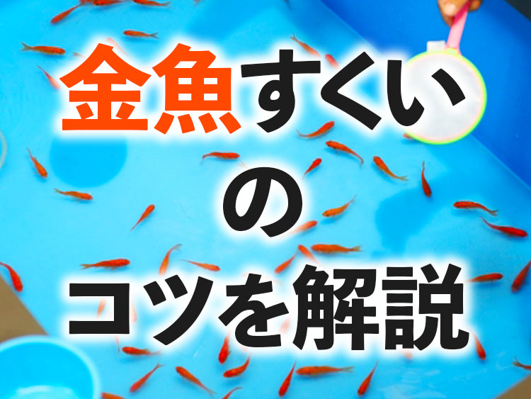 金魚すくいのコツを解説の文字と水槽を泳ぐ金魚の見出し画像
