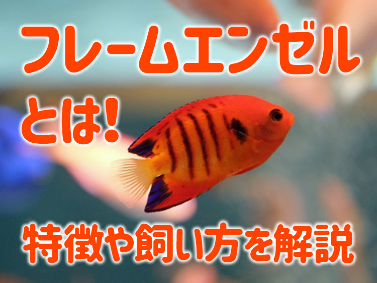 フレームエンゼルの特徴や飼い方を解説の見出し画像