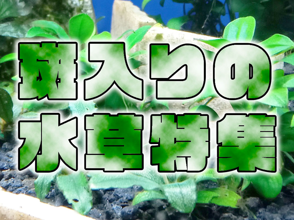 斑入り(ふいり)の水草特集!特徴・魅力と育てやすい種類7選・使い方のサムネイル画像