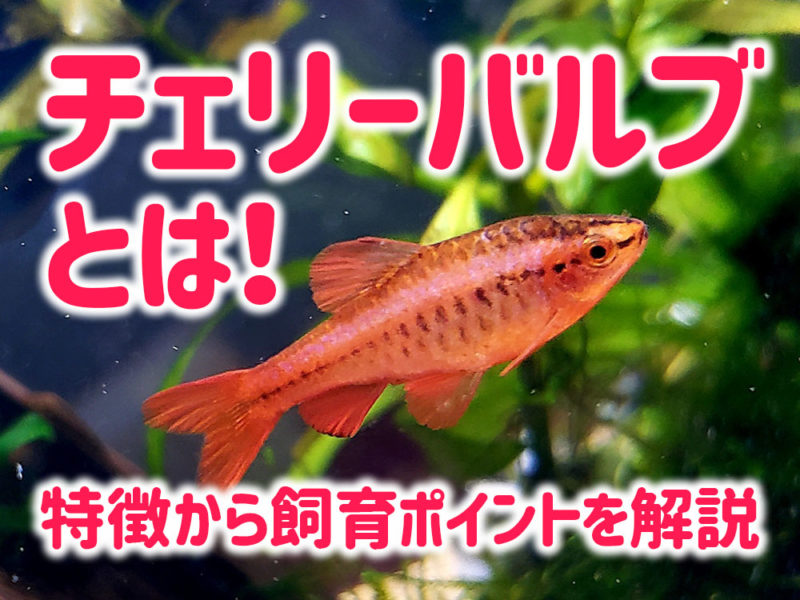 チェリーバルブの特徴と飼育ポイントの見出し画像