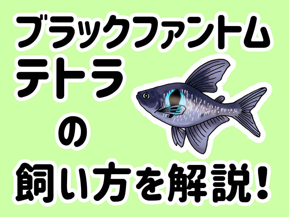 ブラックファントム・テトラとは！特徴から飼い方、餌、繁殖についてのサムネイル画像