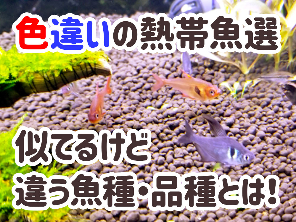 色違いの熱帯魚10選!シルエットが似てるけど違う魚種・品種を解説のサムネイル画像