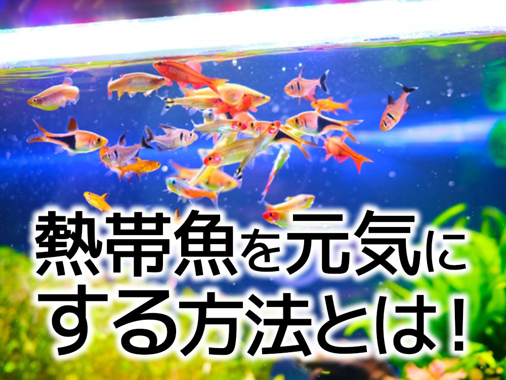 熱帯魚を元気にする方法7選!管理の基本から元気な熱帯魚の特徴を解説のサムネイル画像