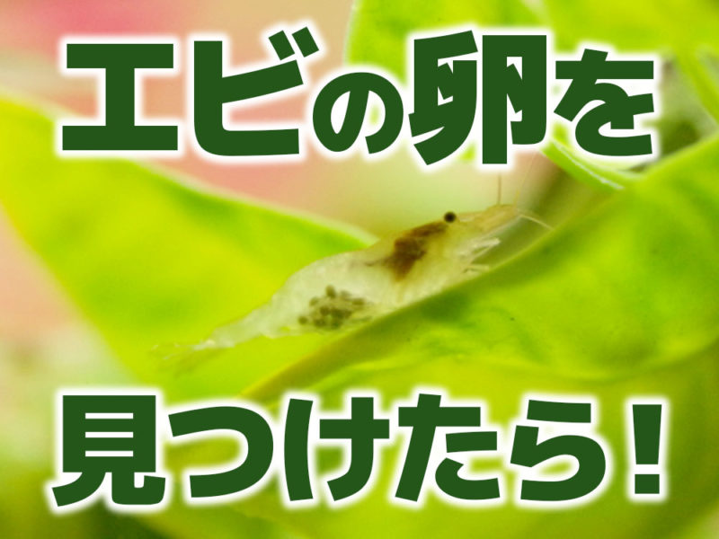 エビの卵を見つけたら！の文字と抱卵したエビの見出し画像