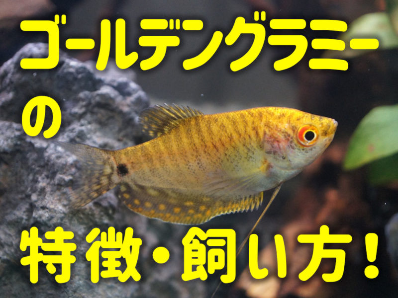 ゴールデングラミーの特徴・飼い方の文字入り見出し画像