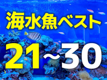 人気の海水魚ベスト21～30！美しく混泳しやすい海水魚の種類