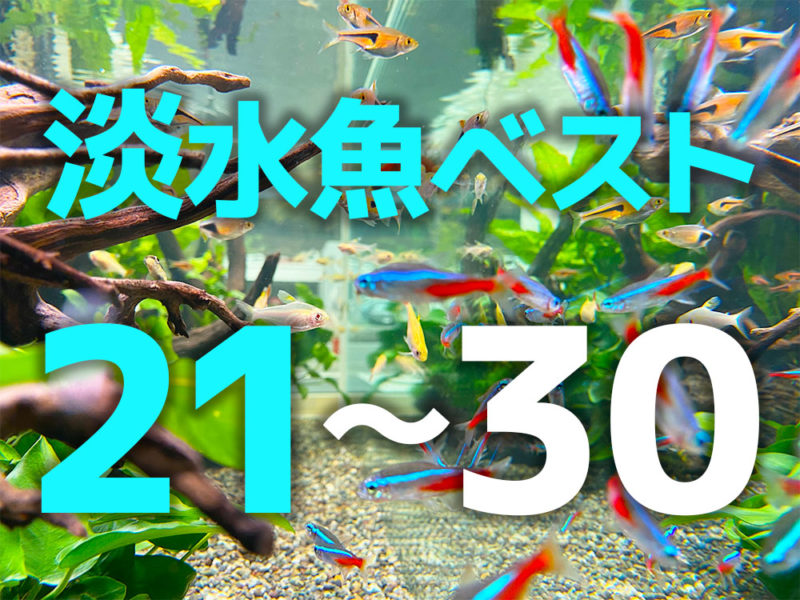 淡水魚ベスト21〜30の文字とネオンテトラの仲間の画像