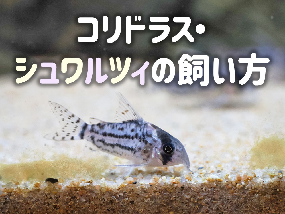 コリドラス・シュワルツィの飼育方法!特徴から餌・混泳まで解説しますのサムネイル画像