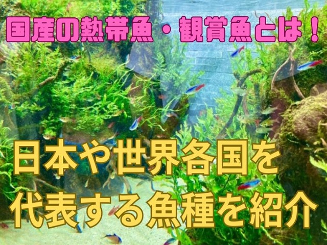 国産の熱帯魚・観賞魚とは!日本や世界各国を代表する魚種を紹介のサムネイル画像