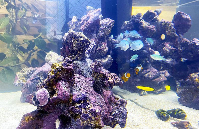 ライブロックと海水魚が泳ぐサンゴ砂の海水水槽内観