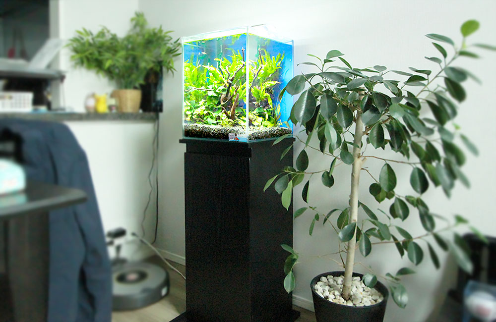 黒い水槽台に置かれた水草水槽と隣に並ぶ観葉植物の鉢植え