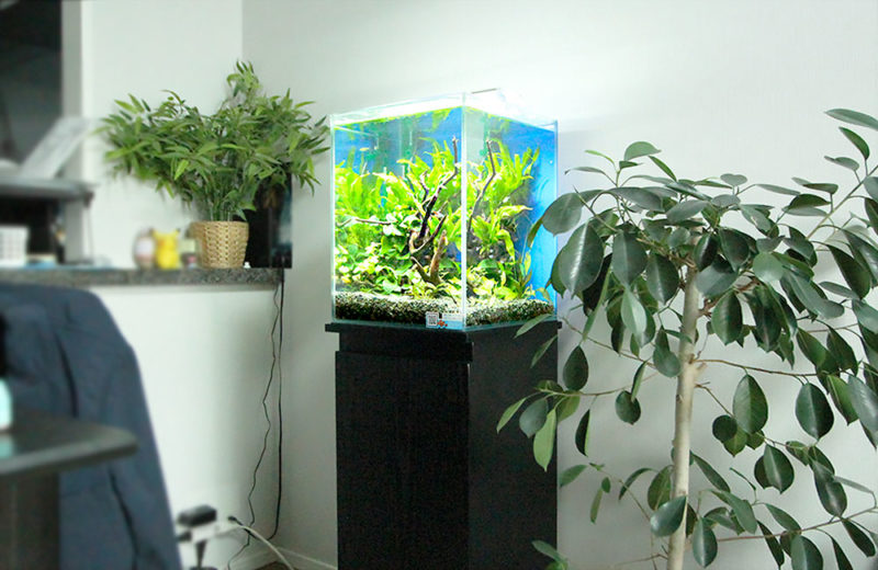 2週間無料お試し!個人宅様の水草と小型淡水魚水槽 水槽画像5