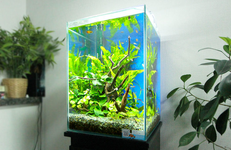 2週間無料お試し!個人宅様の水草と小型淡水魚水槽 水槽画像1