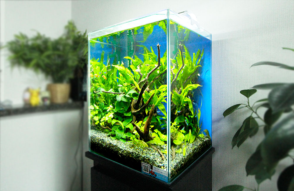 流木と水草を配置した青い背景のハイタイプ水槽