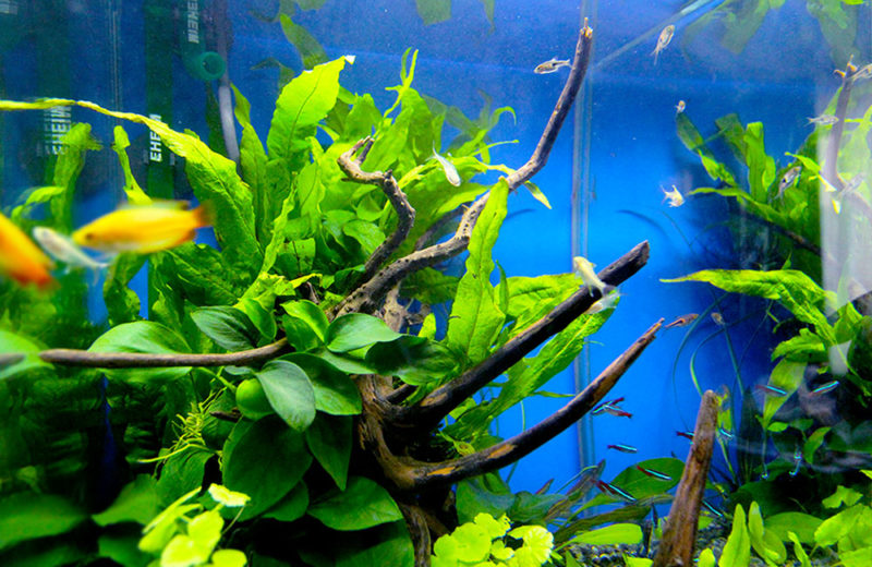 2週間無料お試し!個人宅様の水草と小型淡水魚水槽 水槽画像3