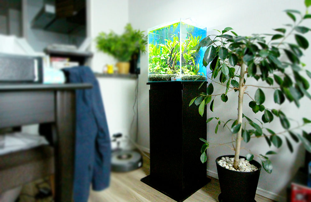 黒い水槽台に設置された水草水槽と室内の観葉植物