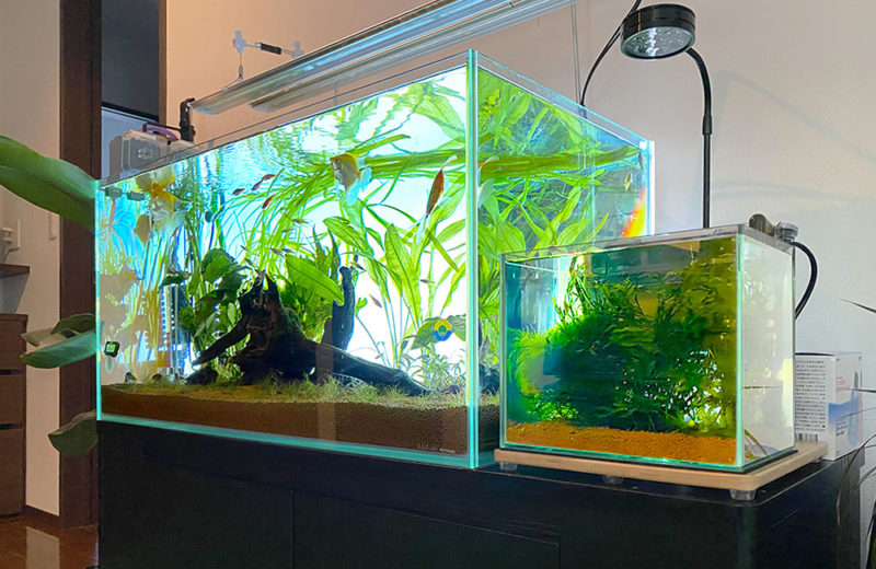 複数の水槽をお引越し!個人宅の90cmと30cm水槽を移動しました 水槽画像3