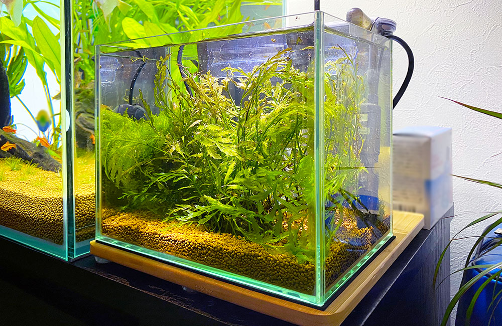 水草が茂る小型水槽とソイルのレイアウト