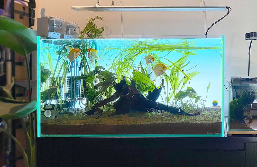 流木と水草を配置した水槽で泳ぐエンゼルフィッシュの仲間