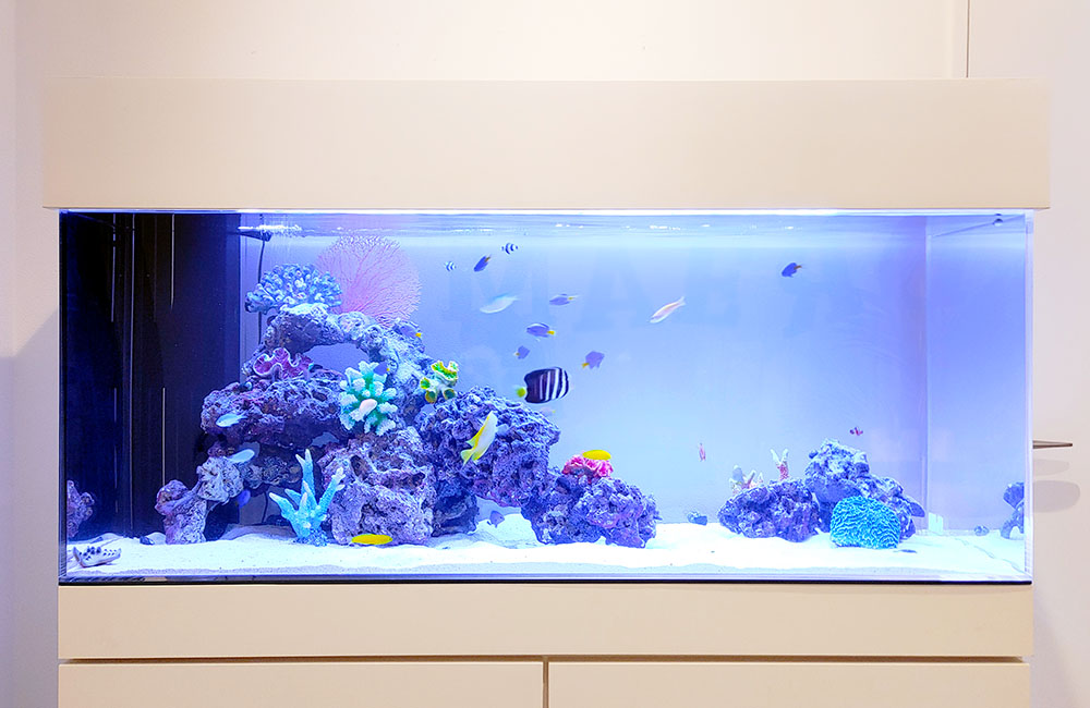 海水魚とサンゴ模型を配置した大型の海水水槽レイアウト