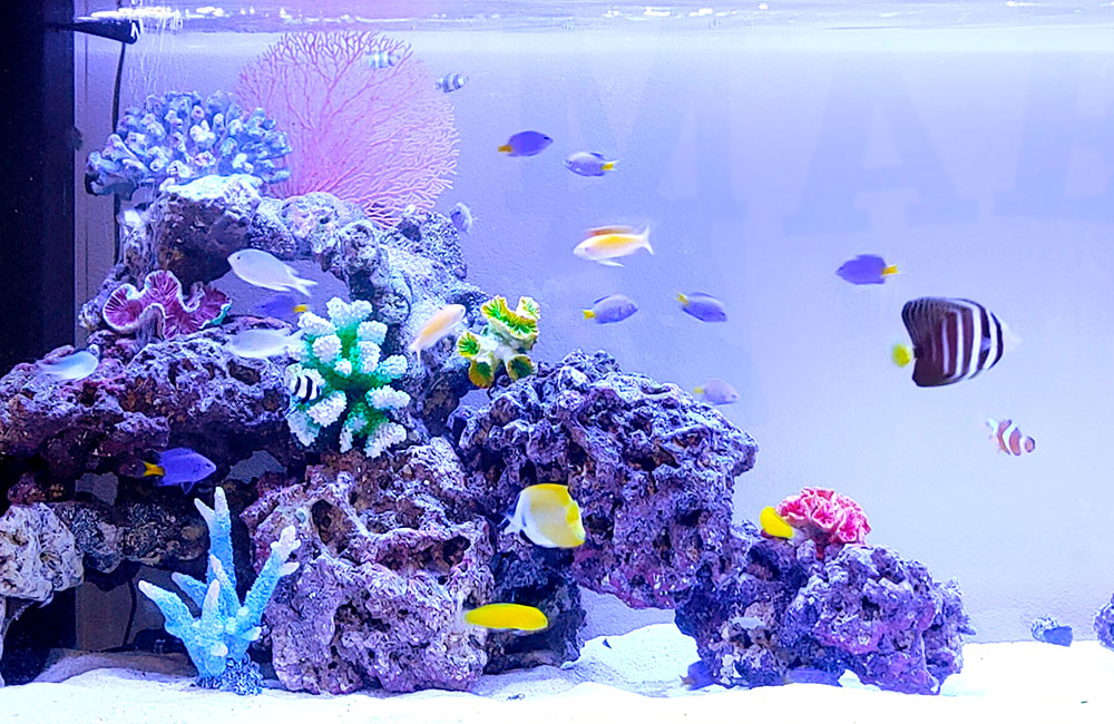 サンゴ岩と多彩な海水魚が泳ぐマリンアクアリウム