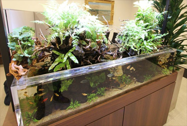 植物が茂る流木と小型魚が泳ぐアクアテラリウム水槽
