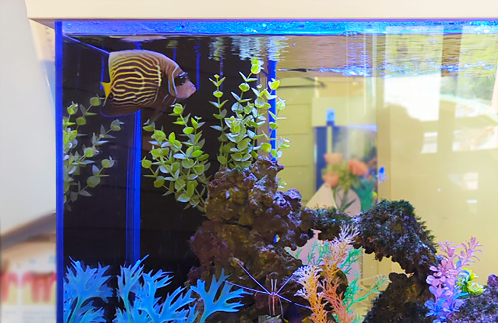 海水魚と人工水草を配置した岩組みレイアウトの水槽内観