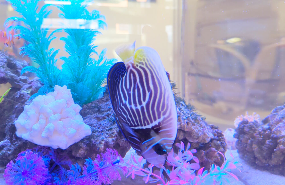 サンゴ模型と青い人工水草の横を泳ぐ海水魚の仲間