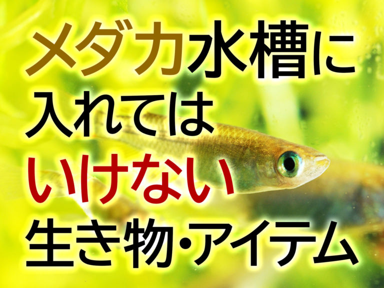 メダカ水槽に入れてはいけない生き物・アイテム10種！快適な飼育環境とはのサムネイル画像