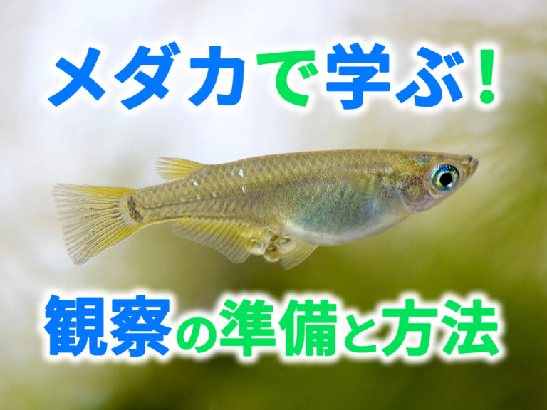 メダカで学ぶ観察の準備と方法の見出し画像
