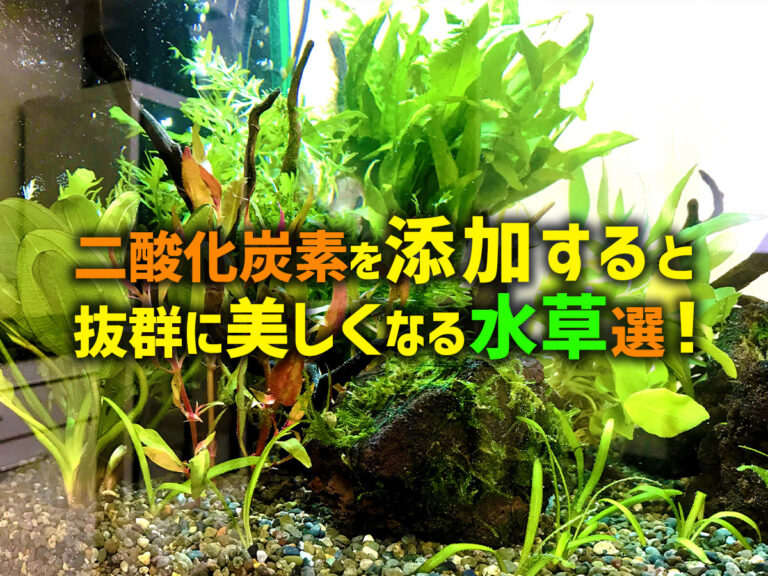 二酸化炭素添加で美しくなる水草選の見出し画像