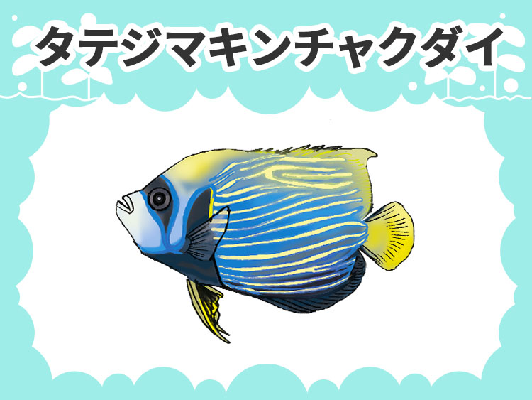 タテジマキンチャクダイのお魚図鑑