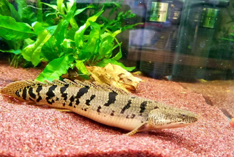 赤い砂の上で静止するポリプテルスの仲間と水草