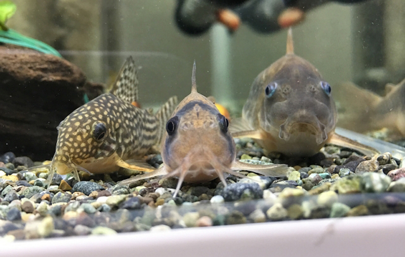 砂利の上に並ぶ3匹のコリドラスの仲間
